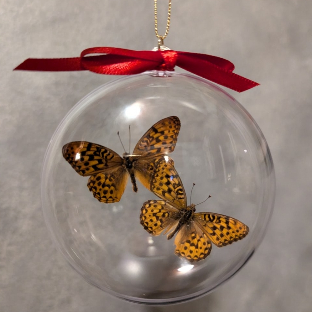 Christmas Ornament Real Butterfly